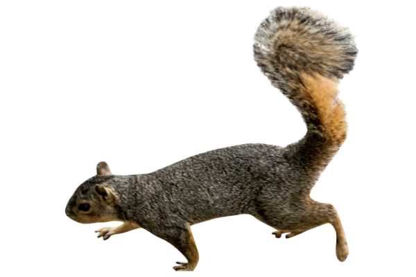 Squirrel Pest Services
