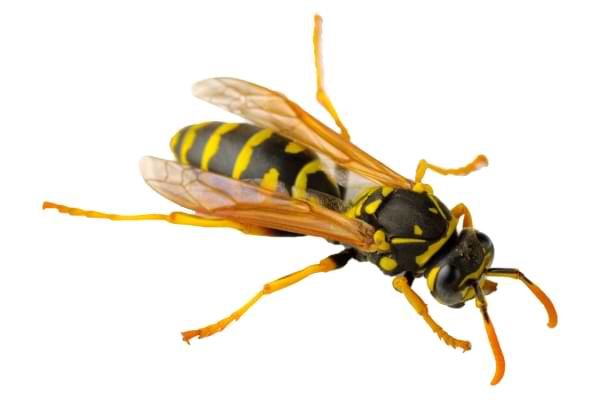 Wasp Pest Services